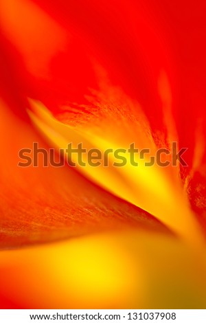 Tulip\'s Flame.\
 Macro abstract of parrot tulip petal.