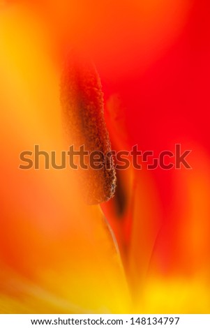 Tulip Flame Macro abstract of parrot tulip stamen