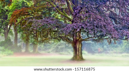 Tree Meditation Panorama of colorful beech tree in fog