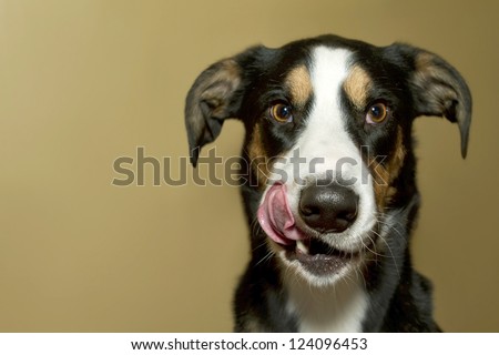 Adorable Dog Licking His Lips