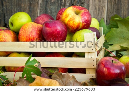 Bio apples in wooden crate in autumn surroundings