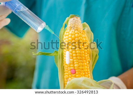 Corn in genetic engineering laboratory, gmo food concept.