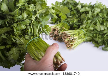 fresh coriander in big bunches on a white background