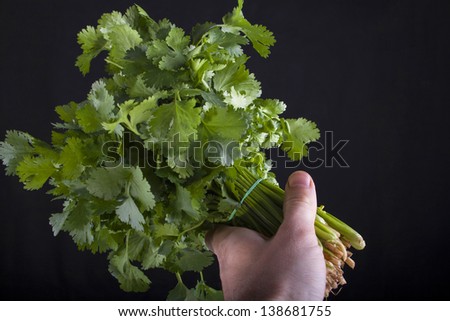 hand holding bunch of green fresh coriander on black background