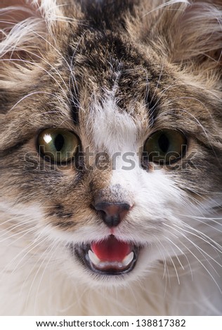 beautiful cat with green eyes and open mouth close up