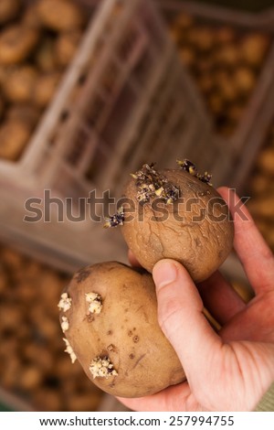 two potatoes for seeding in hand and boxes with potatoes on background