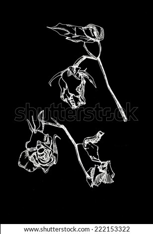 The sketched illustration of two dried roses hand drawn with the ink pen on the blackboard