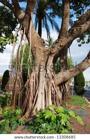 Huge ficus tree