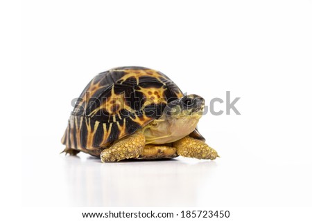 land turtle isolated on white