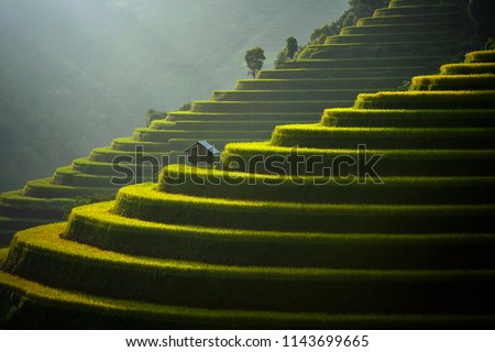 Mu Cang Chai, landscape terraced rice field near Sapa, north Vietnam,Rice terrace on during sunset ,Vietnam