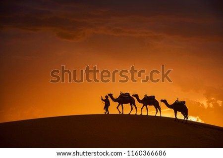 Merzuga Saharl desert,Camel caravan going through the sand dunes in the Sahara desert, Marocco, Camel in desert concept.