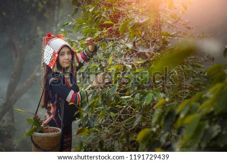 Laos woman unidentified coffee farmer is harvesting coffee berries in the coffee farm, Woman wearing traditional thai lanna people ,vintage style,Thailand
