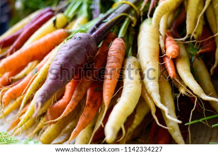 beautiful fresh market organic carrots in different colors, purple, white, orange red carrots on stems in big bunch closeup full frame healthy eating and healthy lifestyle vegetable photography