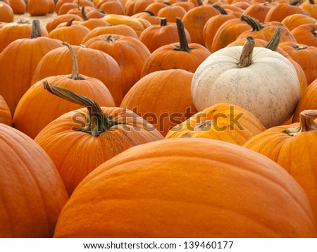 A bunch of orange pumpkins with one white pumpkin