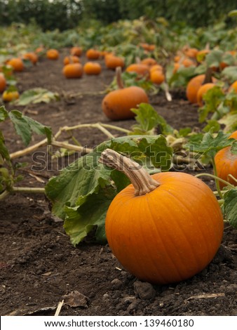 Small Baby Pumpkin in Foreground in Pumpkin Patch