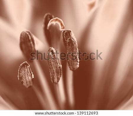 Lily flower portrait close up  in shades of brown