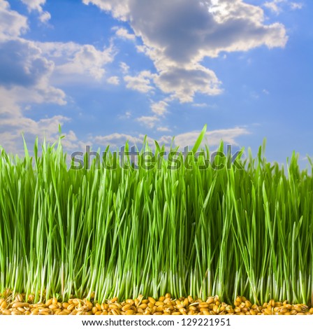 Germs of young wheat in herb