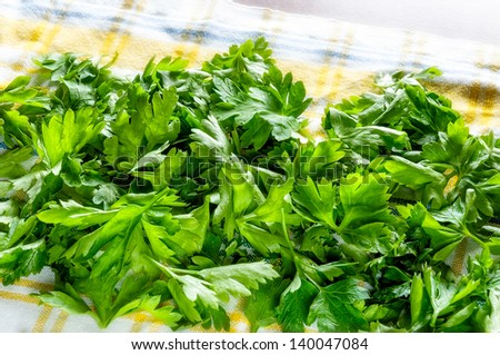 Cleaning and preparation of green parsley leaves to keep frozen in the fridge