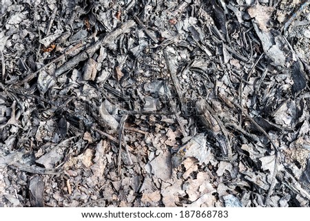 Macro of ash of burnt leaves on the ground