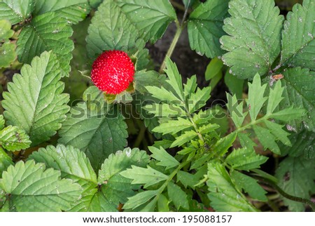 A Duchesnea indica (Mock Strawberry) close to some heart shaped clover leaves