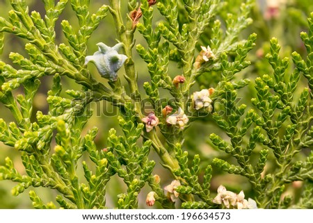Macro of thuja branches with fruits and flowers