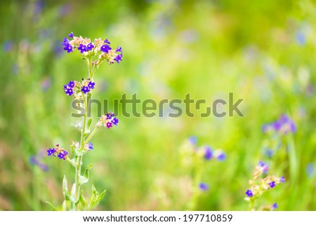 Little blue wild flowers in the meadow under a warm spring sun