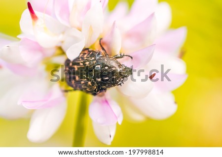 A black and yellow little scarab on a pink clover flower