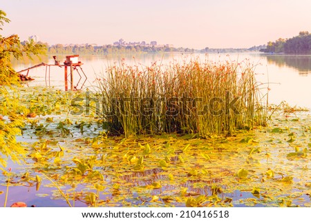 Scirpus plants and yellow waterlily in the misty river at sunrise