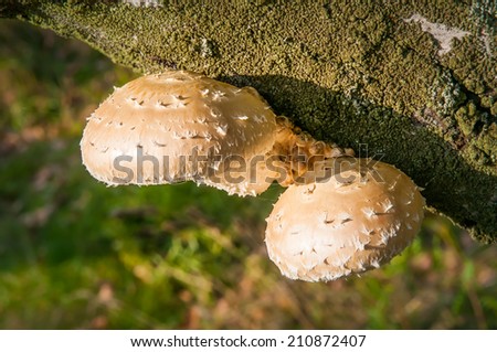 Yellow shelf or bracket fungus growing on a tree trunk covered with moss and lichen