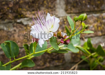 A caper plant with flower and buds is growing on an old brick wall under the italian sun