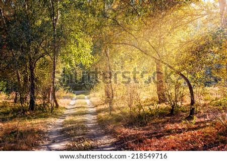 A warm sun ray enters in the forest through the tree branches in autumn