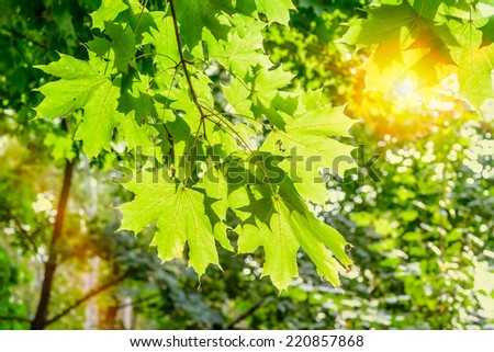 A warm sun illuminates the maple leaves  through the tree branches in autumn