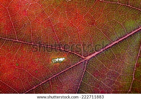 Macro of an Oak tree leaf with autumn colors