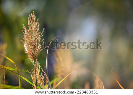 Bulrush flower close to the lake in autumn