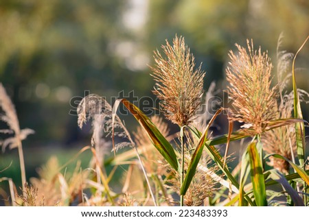 Bulrush flower close to the lake in autumn