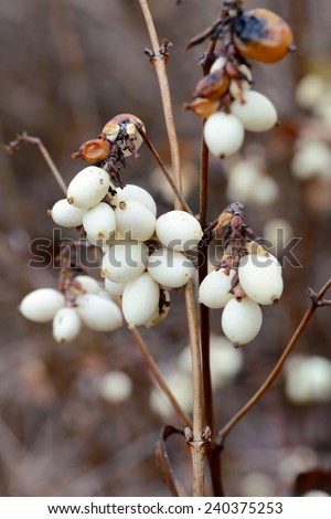 Macro of white snowberry  fruits in winter