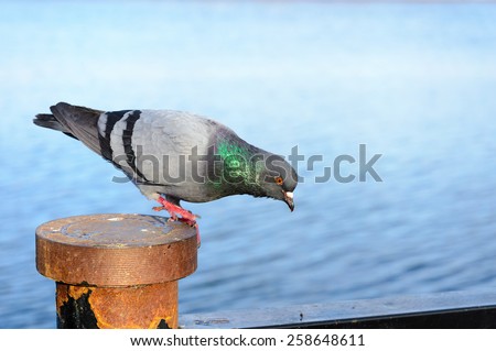 A gray inquisitive pigeon stay perched close to the water, watching something and ready to fly away