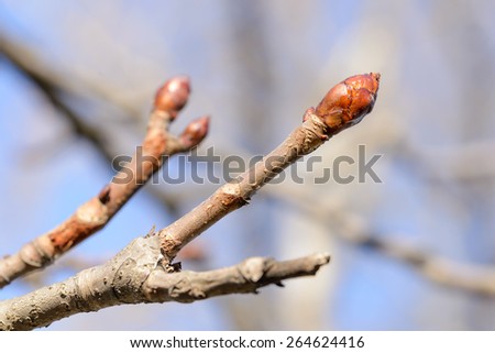 A bough with a young bud at the beginning of the spring