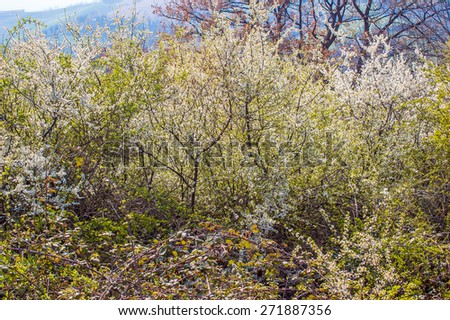 A big bush of hawthorn, crataegus monogyna,  in flower, in the italian country
