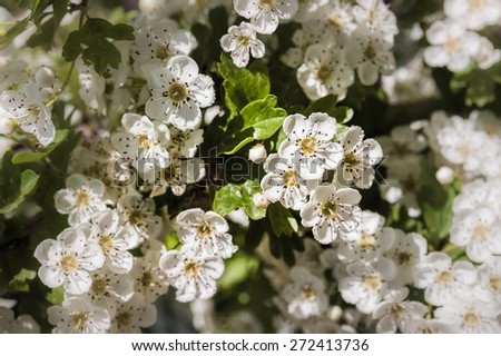 A branch of white Hawthorn Flowers under the warm italian sun