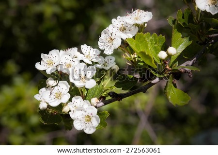 A branch of white Hawthorn Flowers under the warm italian sun