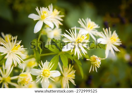 Close up of Old Man\'s Beard or Clematis Vitalba flowers under the warm italian sun