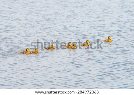 A duckling family  is swimming on the Dnieper river in Kiev the capital of Ukraine