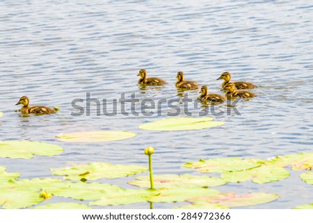 Many ducklings are swimming on the river close to the yellow waterlilies
