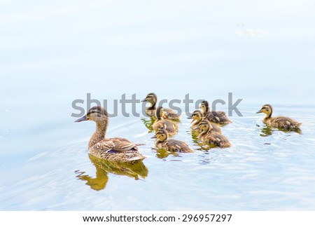 An adult female duck is swimming on the Dnieper river with by duckling family