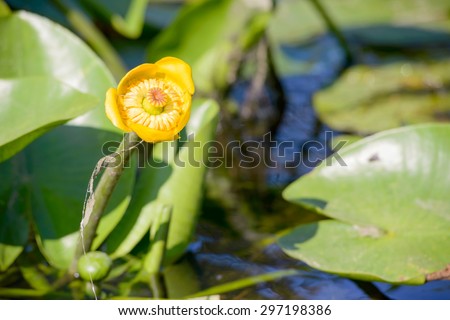 Yellow Nuphar Lutea in the Dnieper river under the warm summer sun