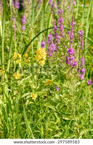 A yellow Lysimachia Vulgaris grows close to a pink Lythrum Salicaria in a meadow close to the river under the warm summer sun