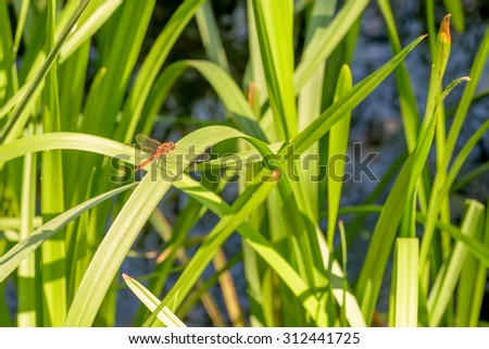 A red dragonfly stands on a Typha latifolia leaf close to the water under the warm summer sun