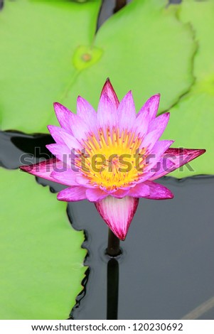 A single mauve lotus in a pond, the shape of four-pointed star, focus on the pollen inside.