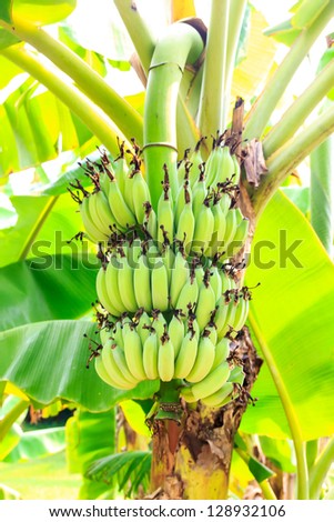 Bananas is not already for eat but ready for eat is yellow.